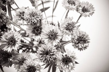 Çiçek buketi, güzel çiçek arkaplanlı soyut siyah beyaz kart.