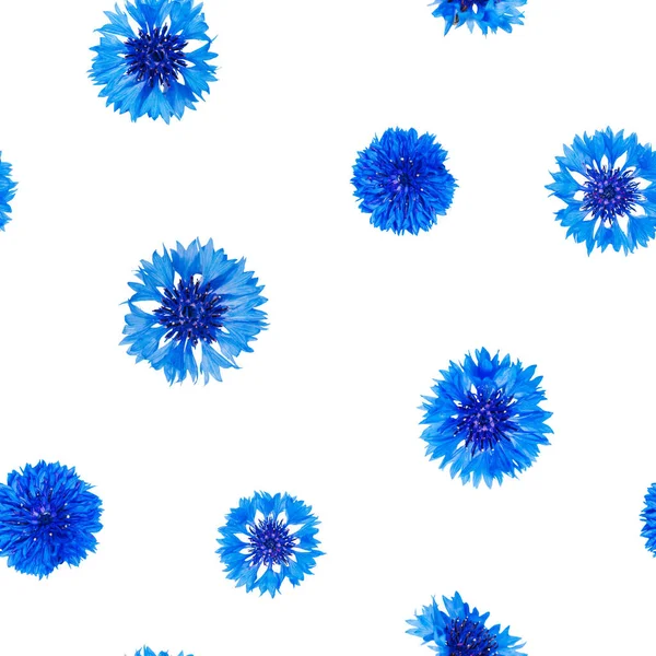 Bezešvé Vzor Modré Chrpy Květiny Izolované Bílém Pozadí — Stock fotografie