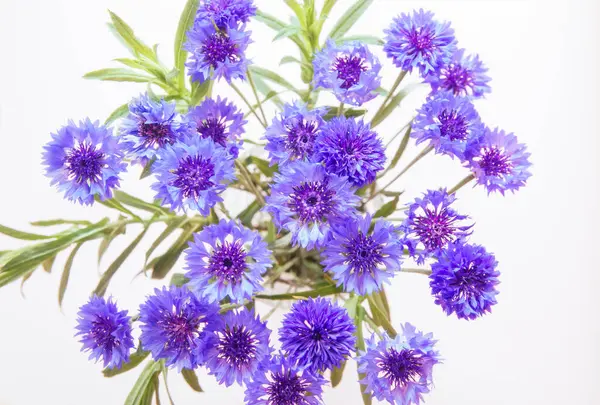 Ramo Flores Púrpura Aciano Tarjeta Abstracta Con Hermoso Fondo Botánico — Foto de Stock