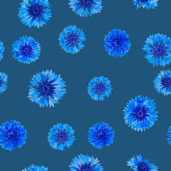 Płynny Wzór Świeżych Niebieskich Kwiatów Kukurydzy Granatowym Tle — Zdjęcie stockowe