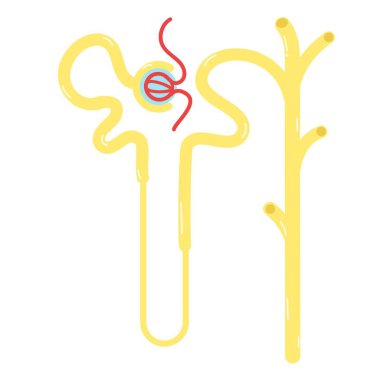 The nephron in the kidney. clipart