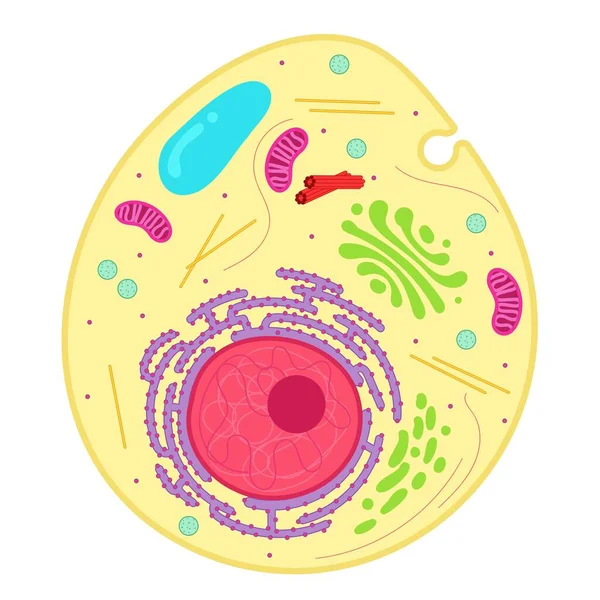 세포는 진핵생물 세포의 일종이다 — 스톡 벡터