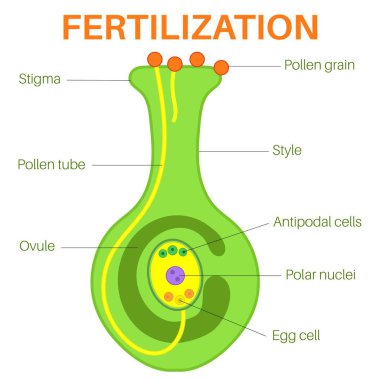 Fertilizasyon çiçekli bitkiler.