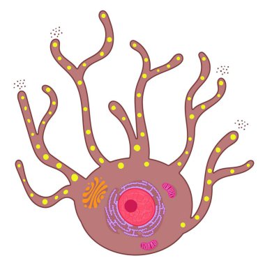 Melanocytes are specialized cells that produce melanin pigments. clipart