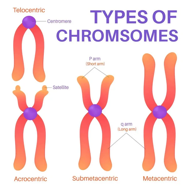 四种类型的人类染色体 — 图库矢量图片