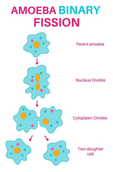Binary Fission in Amoeba.
