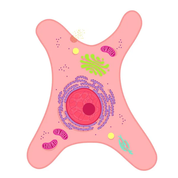 線維芽細胞は生物学的細胞の一種である — ストックベクタ