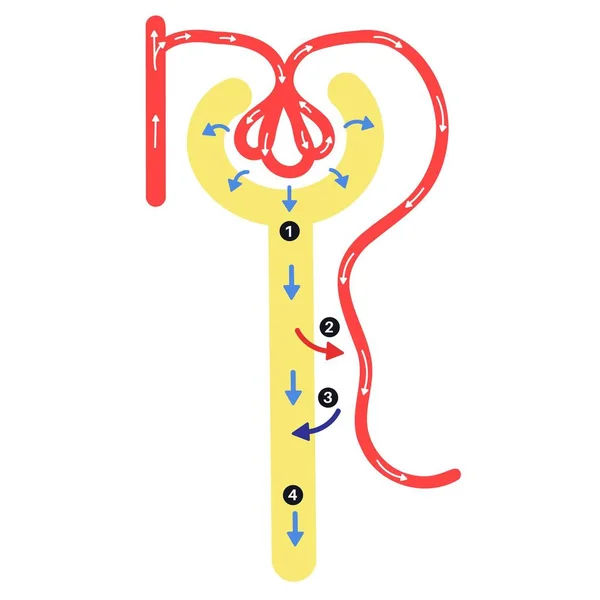 Anatomy Nephron Urine Formation — Stok Vektör