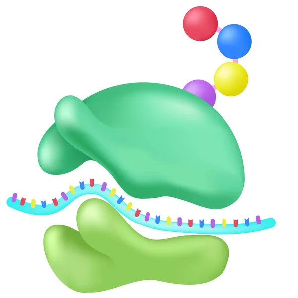 Les Ribosomes Sont Des Unités Production Macro Moléculaires — Image vectorielle