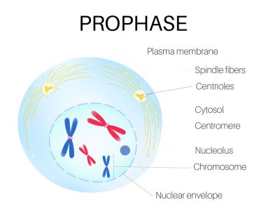 Prophase is the first stage of cell division. clipart