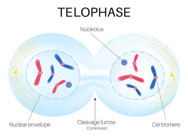 Telophase is the final phase of mitosis. clipart