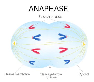 Anaphase is the stage of mitosis. clipart
