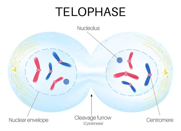 Telofase Fase Final Mitosis — Archivo Imágenes Vectoriales