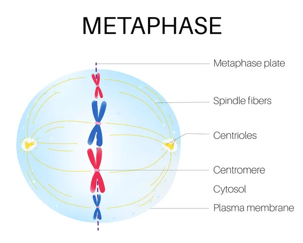 Metafaz Ökaryotik Hücre Döngüsünde Mitoz Bölünmenin Bir Evresidir — Stok Vektör