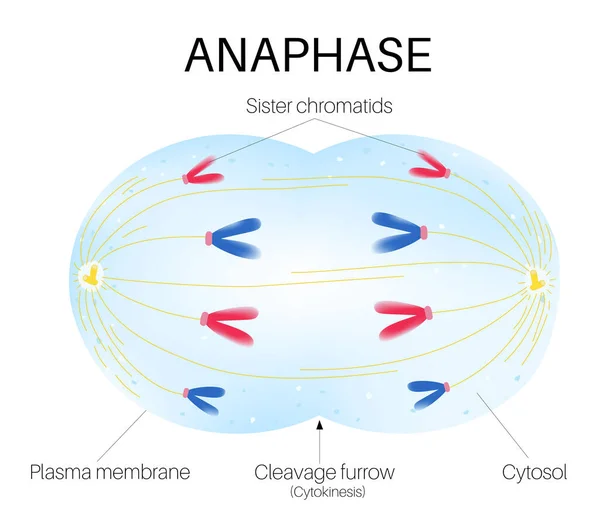 Anafase Etapa Mitosis — Archivo Imágenes Vectoriales