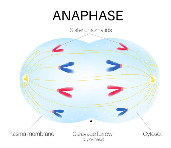 Anaphase is the stage of mitosis.