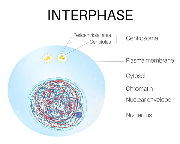 インターフェーズは細胞周期の一部です — ストックベクタ