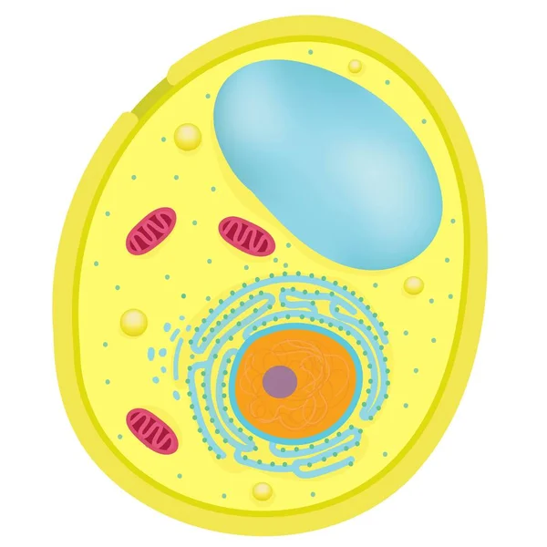 Anatomie Des Cellules Levure — Image vectorielle
