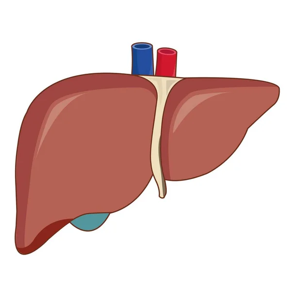 Hígado Humano Órgano Principal — Vector de stock