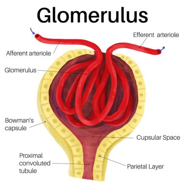 The glomerulus is a network of small blood vessels. clipart