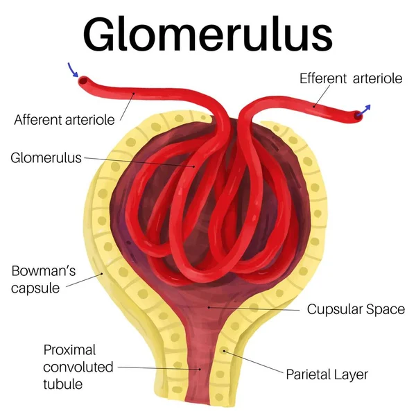 Glomerulus Network Small Blood Vessels — Stock Vector