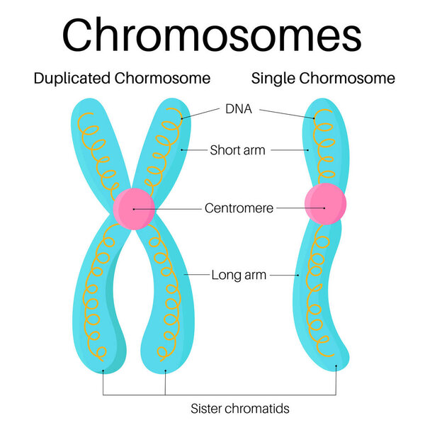 Structure of gene and chromosome.