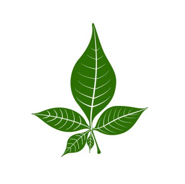 The five Bilva leaf (Belpatra) vector icon clipart