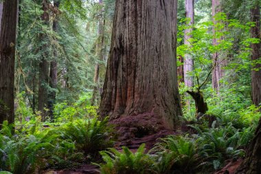 Kaliforniya ormanının derinliklerindeki dev ağaçlar.