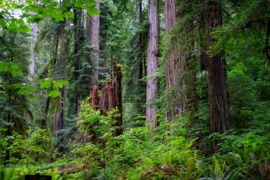 Sabah güzel bir orman