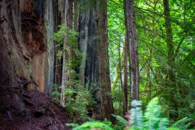 Ormanın derinliklerinde büyük bir ağaç
