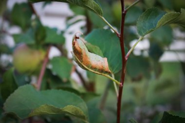 Yeşil bir bitkinin üzerindeki kahverengi yaprağın kapağını kapat