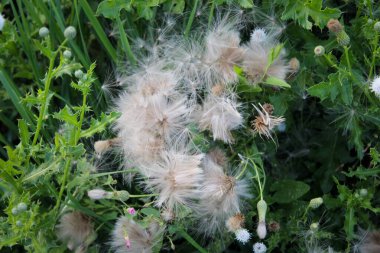 Yeşil çimenlikteki beyaz tüylü karahindiba.
