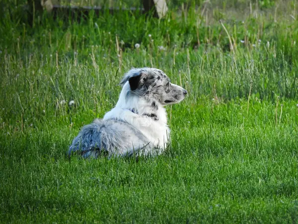 Avustralya çoban köpeği çimlerin üzerinde yatıyor.