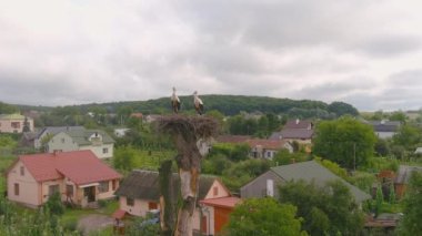 White stork stands in a nest on tree. Summer landscape. Two storks in nest against background of the blue sky, hatching eggs, Ukrainian birds. Stork returns to its nests in spring months