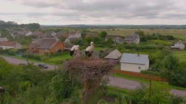 Stork as symbol of family. Household of storks in the nest. A closeup of birds standing on its nest with another bird. Ornithological observations.