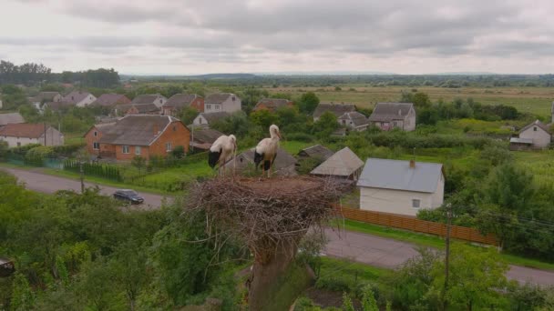 Stork Symbol Family Household Storks Nest Closeup Birds Standing Its — Wideo stockowe