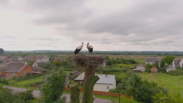 Stork Symbol Family Household Storks Nest Closeup Birds Standing Its — Wideo stockowe