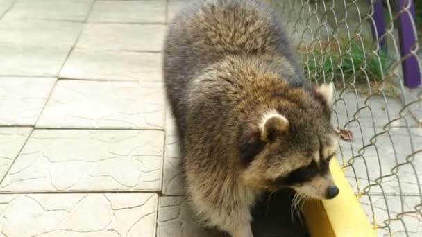 Procyon Lotor Djurgård Tvättbjörn Bur Raccoon Tittar Genom Nätet Zoo — Stockvideo
