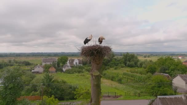 Stork Symbol Family Household Storks Nest Closeup Birds Standing Its — Vídeo de Stock