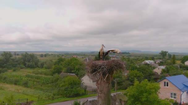 Storch Als Symbol Der Familie Storchenhaus Nest Eine Großaufnahme Von — Stockvideo