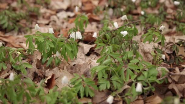 Поширений Снігопад Цвіте Вид Весняні Квіти Парку Новий Свіжий Снігопад — стокове відео