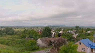 Stork nest, two storks. Birds on nest against blue sky, white flyer stands at its home. View of wild stork living in village or town. European bird is on big slot.