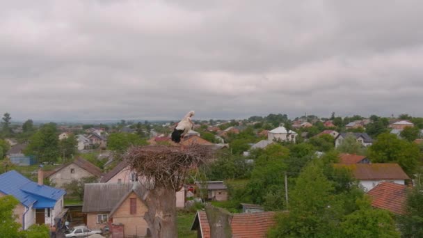 Bílý Čáp Červeným Zobákem Černými Křídly Hnízdě Stromě Pozorování Ptáků — Stock video