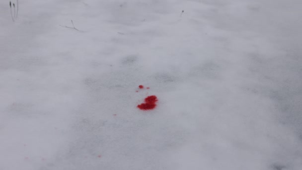 Krwawy Śnieg Śnieg Nagły Wypadek Jasnoczerwona Krew Płynie Śnieżny Krajobraz — Wideo stockowe