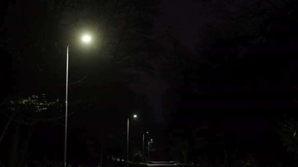 光のパス ランプの行 通りの輝き 街路灯がライトアップされ公園通りの夜が明るくなる — ストック動画