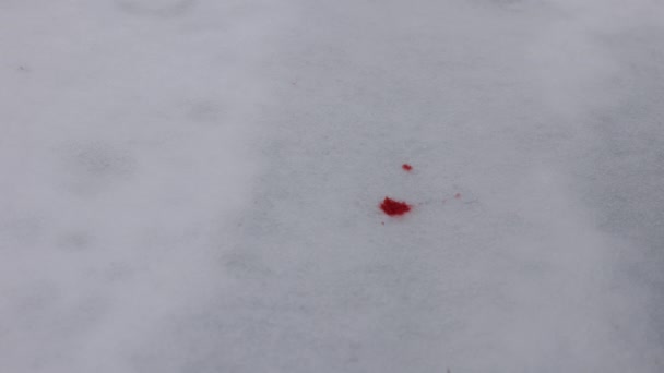 Manchas Vermelhas Neve Sangue Líquido Vermelho Gotas Escarlate Estão Manchando — Vídeo de Stock