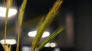 İç tasarım, tasarım elementleri, Rustik desen. Buğday kulakları iç tasarımda dekoratif unsur olarak çalışır.