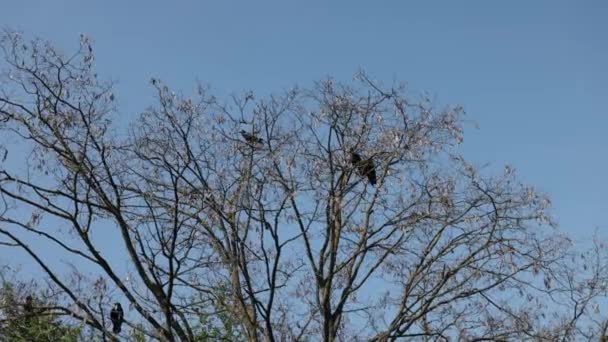黑乌鸦 乌鸦鸟 无叶树枝 几只乌鸦静静地坐在清澈的蓝天下的无叶的参天大树中间 营造出宁静的自然景观 — 图库视频影像