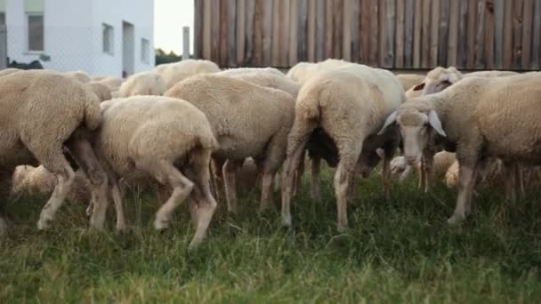 Concepto Economía Agricultura Cría Ovejas Grazing Merino Ewe Flock Ram — Vídeos de Stock