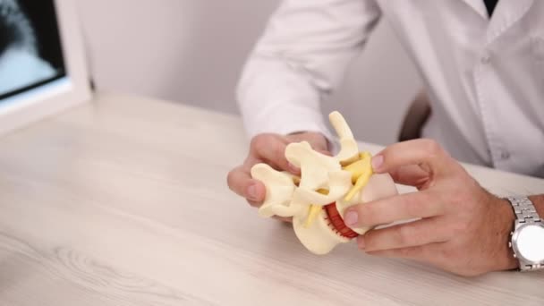 Model Kręgosłupa Manipulujący Kręgosłupem Uczący Anatomii Zbliżenie Lekarze Ręce Manipulowanie — Wideo stockowe